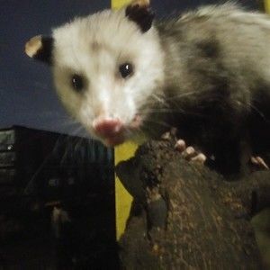 Meet your Posher, Marlo